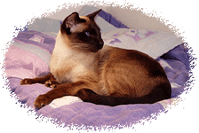 Who Can Look After My Cat