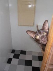 search for lost cat search for lost cat