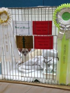 gccf cat show