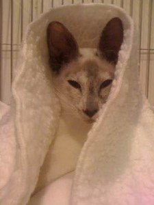 finding lost cat finding lost cat