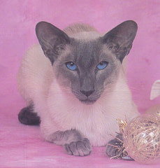 Blue Point Siamese Cats
