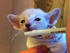 hand feeding kittens