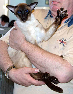 Seal Point Siamese UK & Imp Gr Ch Furryface Moriarty
