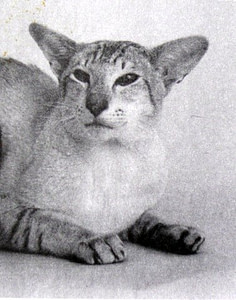 Seal Tabby point Siamese Gr Ch Shermese Startiger