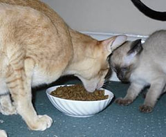 Feeding Your Cat Feeding Your Cat