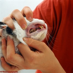 feline oral hygiene