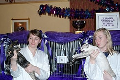 Stewarding at a Cat Show