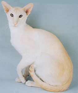 Cream Point Siamese UK Gr Ch Summerdown Cream Pasha