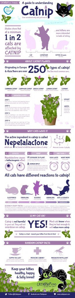 how catnip affects cats