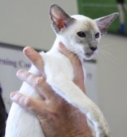 TPS&PBCC Siamese Results 2013