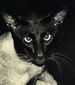 Seal Point Siamese Gr Ch Seadog Pacal