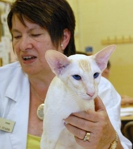 Fawn Point Siamese Cats