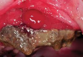 Periodontal disease in cats