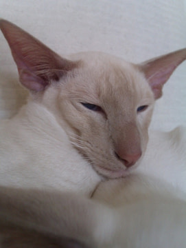 Fawn point Siamese cat