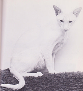 Red Point Siamese Ch Darling Dream Angus