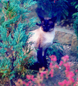 Seal Point Siamese Gr Ch Shermese Stringalong