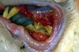 irreversible periodontal disease