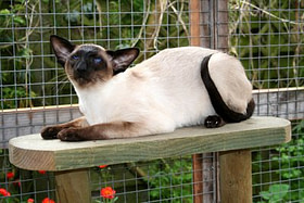 siamese cat genetics