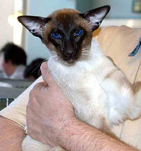 Seal Point Siamese Cats