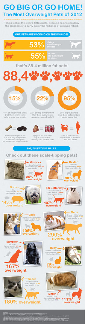 overweight pets statistics