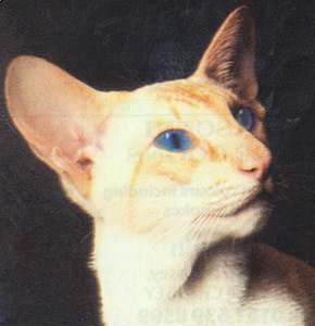 Red Point Siamese Supreme Gr Ch & UK Gr Pr Pannaduloa Blazer