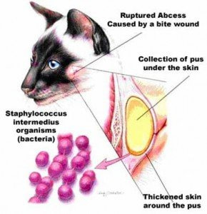 cats abscess