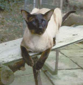 Seal Point Siamese Gr Ch Kaloke Sulien