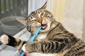 Dental Care For Cats