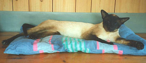 Seal Point Siamese Gr Ch Swanky Simpson