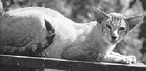 Tabby Siamese History of Siamese Cats