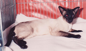 Seal Point Siamese Gr Ch Lovinamist Limelight