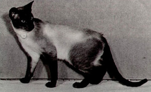 Seal Point Siamese Killdown Jupiter