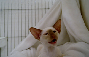 Toghar Reachforthe Stars Cinnamon Point Siamese Cat