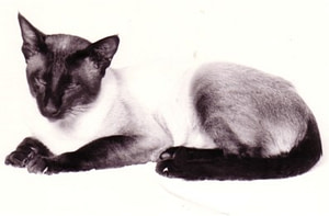 Seal Point Siamese Gr Ch Kaloke Kuna
