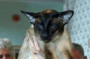 Seal Point Siamese UK & Imp Gr Ch Mylynn Montoya