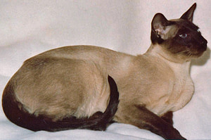 Seal Point Siamese Gr Ch Caliganza Cascade