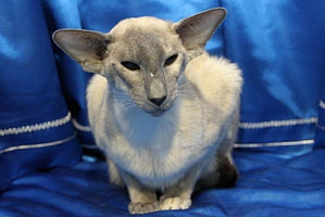 Tortie Point Siamese