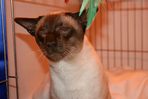 Chocolate Point Siamese Imp Gr Ch Foxtwist Al Fresco