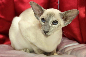 Tortie Point Siamese Cats