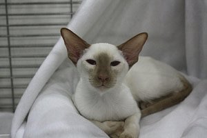 Cinnamon Point Siamese Kitten