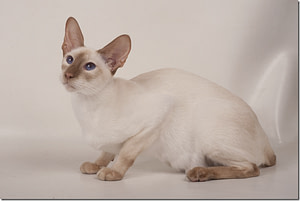 cinnamon-point-siamese Cinnamon Point Siamese