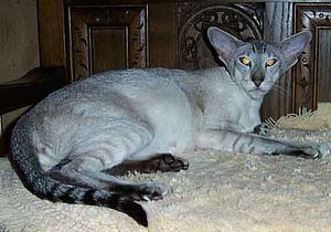 Seal Tabby Point Siamese Gr Ch Mafdet Dejavu