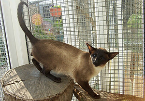 Seal Point Siamese Mapu Mafdet Magic