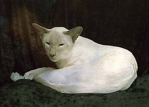 Lilac Point Siamese UK Gr Ch Meisako Jamilah