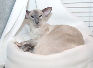 Imp Gr Ch Johpas Mizmixture Siamese Cat Picture Gallery