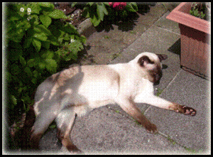 indoor or outdoor cat