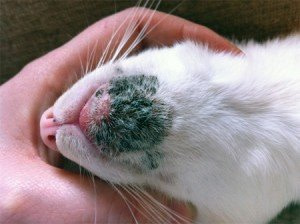 feline acne