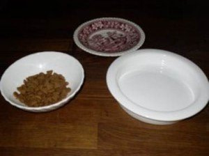 Cat Food Bowls