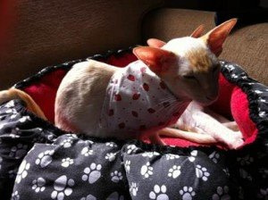 finding my lost cat finding my lost cat