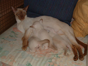 cinnamon point siamese cats (1)